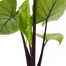 Alocasia "Black Cobra" - Schwarze Kobra - Elefantenohr - Pfeilblatt - 14cm Topf