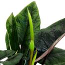 Alocasia scalprum - black arrowleaf - houseplant 14cm pot