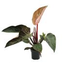 Philodendron erubescens "Pink Bikini" - rosa...