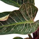 Philodendron erubescens "Pink Bikini" - pink...