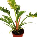 Philodendron "Ring of Fire" - unusual tree friend - 12cm pot