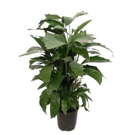 Fishtail palm - Caryota mitis - approx. 60-70cm high - 14cm pot