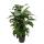 Fishtail palm - Caryota mitis - approx. 60-70cm high - 14cm pot