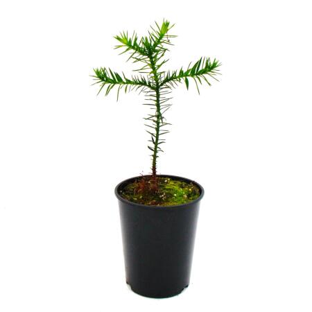 Chilean silver fir - Andean fir - Araucaria araucana - Seedling in 15cm pot