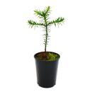 Chilenische Schmucktanne - Andentanne - Araucaria araucana - Setzling im 15cm Topf