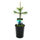 Chilean silver fir - Andean fir - Araucaria araucana - Seedling in 15cm pot