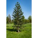 Chilean silver fir - Andean fir - Araucaria araucana - Seedling in 15cm pot