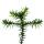 Chilenische Schmucktanne - Andentanne - Araucaria araucana - Setzling im 15cm Topf