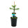 Sapin du Chili - Araucaria araucana - Plant en pot de 15 cm