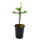 Sapin du Chili - Araucaria araucana - Plant en pot de 15 cm