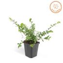 Ground cover - Myrtle - Lonicera nitida Maigrün - 9cm pot - Set of 6 plants