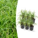 Ornamental grass - Japanese sedge - Carex morrowii Ice...