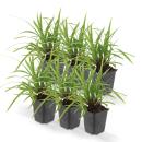 Herbe ornementale - Laiche japonaise - Carex morrowii Irish Green - Pot de 9cm - Set de 6 plantes