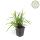 Herbe ornementale - Laiche japonaise - Carex morrowii Irish Green - Pot de 9cm - Set de 6 plantes