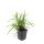 Herbe ornementale - Laiche japonaise - Carex morrowii Irish Green - Pot de 9cm - Set de 6 plantes