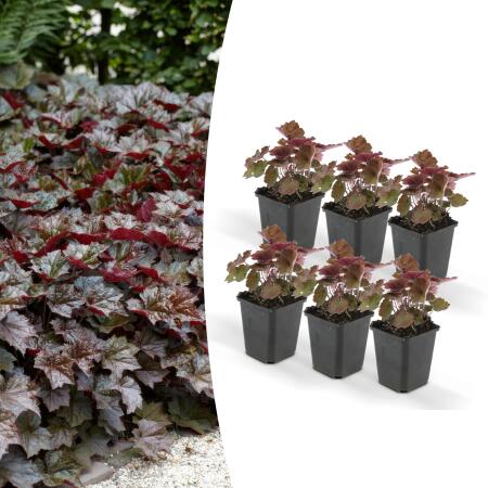 Bodendecker - Purpurglöckchen - Heuchera mic. Palace Purple - 9cm Topf - Set mit 6 Pflanzen