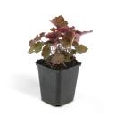 Bodendecker - Purpurglöckchen - Heuchera mic. Palace Purple - 9cm Topf - Set mit 6 Pflanzen