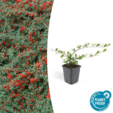 Bodendecker - Cotoneaster dammeri - Teppich-Zwergmispel - 9cm Topf