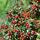 Bodendecker - Cotoneaster dammeri - Teppich-Zwergmispel - 9cm Topf