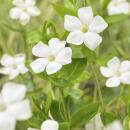 Bodendecker - Kleines Immergrün - Vinca minor Alba - weißblühend - 9cm Topf