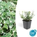 Bodendecker - Kriechspindel - Euonymus fortunei Emerald...