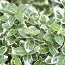 Couvre-sol - Fusain rampant - Euonymus fortunei Emerald Gaiety - pot 9cm