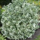 Couvre-sol - Fusain rampant - Euonymus fortunei Emerald Gaiety - pot 9cm