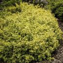 Bodendecker - Kriechspindel - Euonymus fortunei Emerald Gold - 9cm Topf