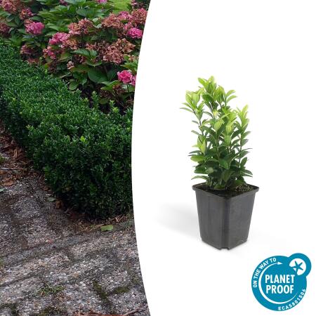 Bodendecker - Kriechspindel - Euonymus japonicus Green Spire - 9cm Topf