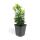 Bodendecker - Kriechspindel - Euonymus japonicus Green Spire - 9cm Topf