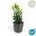 Bodendecker - Kriechspindel - Euonymus japonicus Green Spire - 9cm Topf