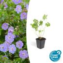 Ground cover - Cranesbill - Geranium Rozanne - 9cm pot