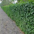 Ground cover - Irish ivy - Hedera hibernica - 9cm pot