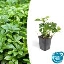 Couvre-sol - Ombrage - Pachysandra term. Green Carpet -...