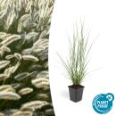 Lamp-cleaning grass - Pennisetum alopecuroides Hameln -...