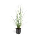 Lamp-cleaning grass - Pennisetum alopecuroides Hameln -...