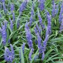 Ground cover - Lily vine - Liriope muscari Big Blue - 9cm pot