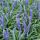 Ground cover - Lily vine - Liriope muscari Big Blue - 9cm pot