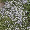 Ground cover - Blue flowering plant - Isotoma fluviatilis - 9cm pot