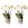 Kolibri Orchids combi deal de 2 orchidées Phalaenopsis blanches - taille de pot 12cm