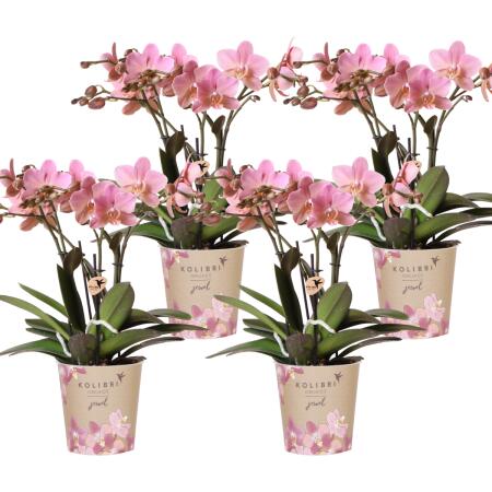 Kolibri Orchids KOMBINIERTES ANGEBOT von 4 Orchideen Phalaenopsis - Treviso - Topfgröße 12cm