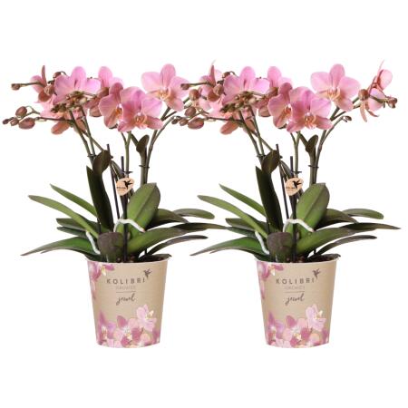 Kolibri Orchids offre combinée de 2 orchidées Phalaenopsis vieux rose - Treviso - taille de pot 12cm