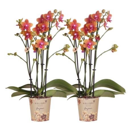 Kolibri Orchids KOMBI ANGEBOT von 2 duftenden orangefarbenen Phalaenopsis-Orchideen - Topfgröße 12cm