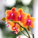 Kolibri Orchids KOMBI ANGEBOT von 2 duftenden orangefarbenen Phalaenopsis-Orchideen - Topfgröße 12cm