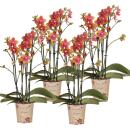 Kolibri Orchids KOMBI ANGEBOT von 4 duftenden orangefarbenen Phalaenopsis-Orchideen - Topfgröße 12cm