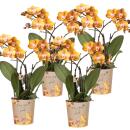 Kolibri Orchids offre combinée de 4...