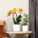 Kolibri Orchids combi offer of 4 Phalaenopsis orchids - Las Vegas - pot size 12cm