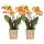 Kolibri Orchids combi offer of 2 Phalaenopsis orchids - Las Vegas - pot size 12cm