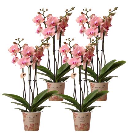 Kolibri Orchids offre combinée de 4 orchidées Phalaenopsis - Pirate Picotee - taille de pot 12cm