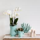 Kolibri Company plant set Fish turquoise set with white Phalaenopsis orchid Amabilis 9cm and green succulent Crassula Hobbit 6cm